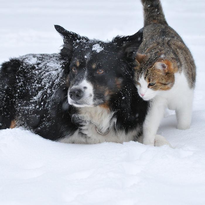 Le pulci sono il parassita esterno più comune nei cani e nei gatti di tutto il mondo