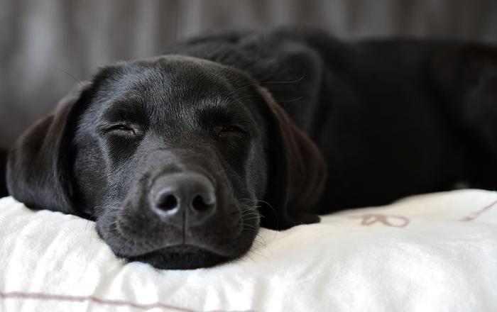 Oftalmia Neonatorum nei Cani: Una Guida per la Salute Oculare dei Cuccioli