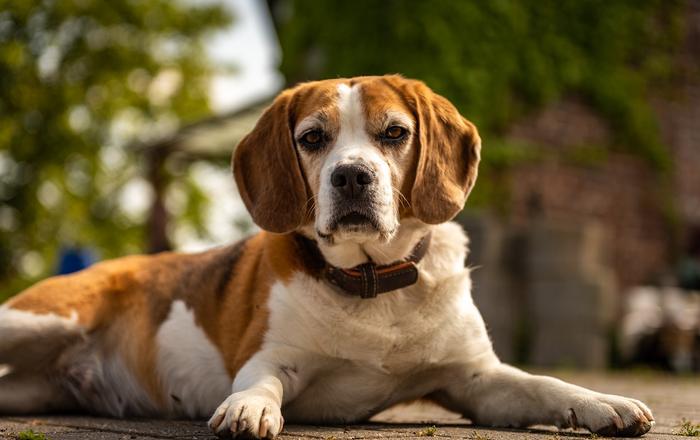 Pediculosi canina: un fastidioso problema per i nostri amici a quattro zampe