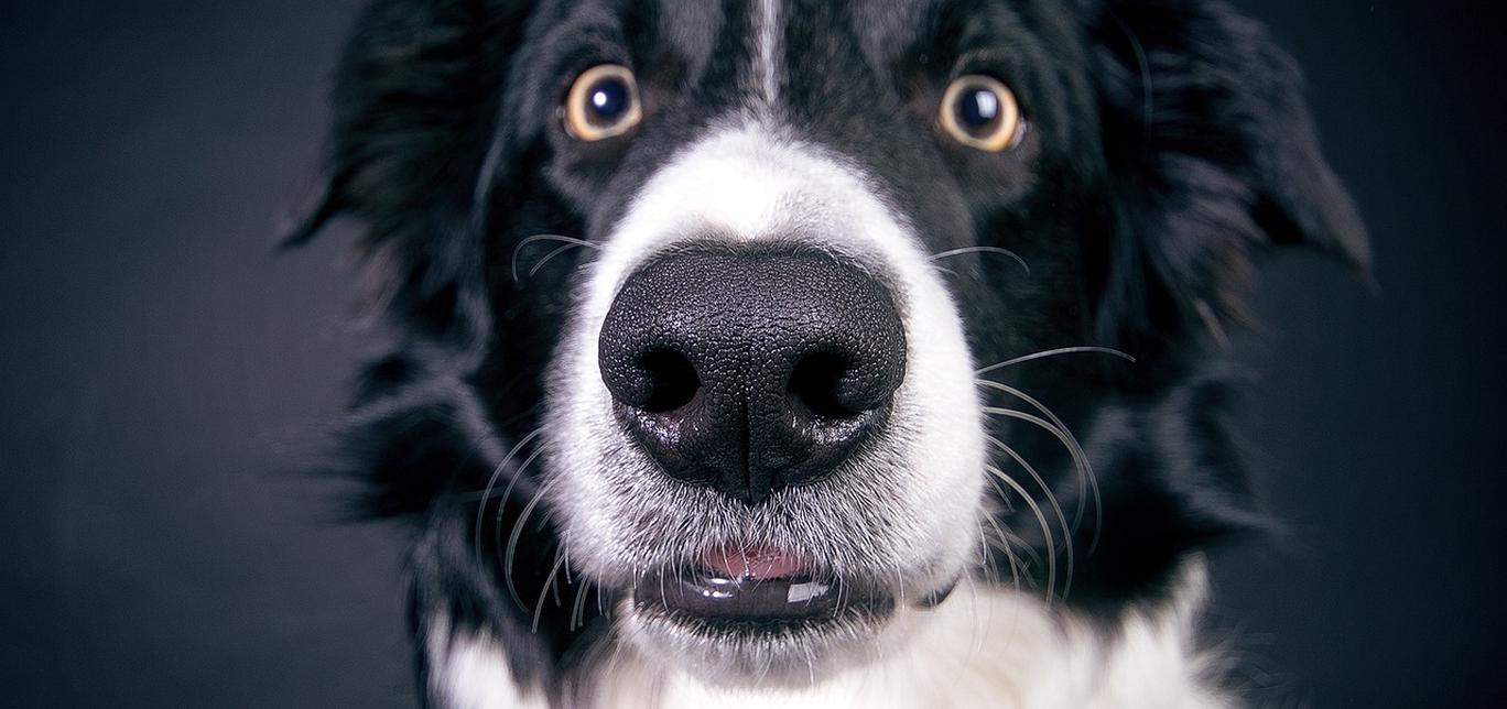 Quali sono i tipi più comuni di cancro nei cani?