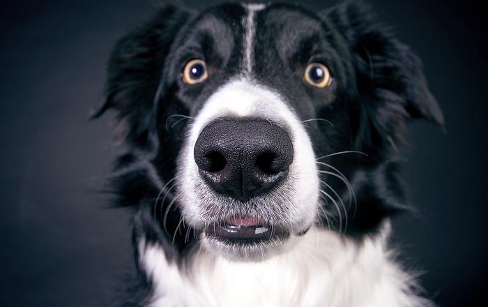 Quali sono i tipi più comuni di cancro nei cani?