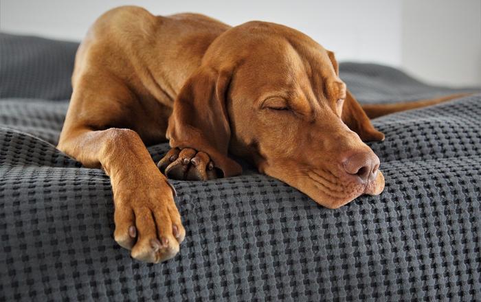 Ritmi sonniferi dei cani: durata e abitudini