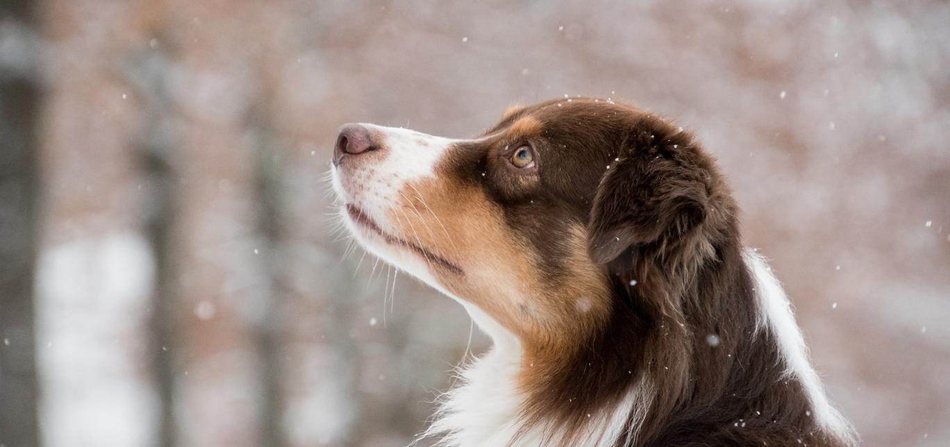 Sangue nelle feci del cane: cause e allarmi