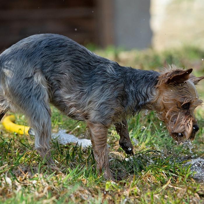 Sindrome da Residuo Ovarico nei Cani