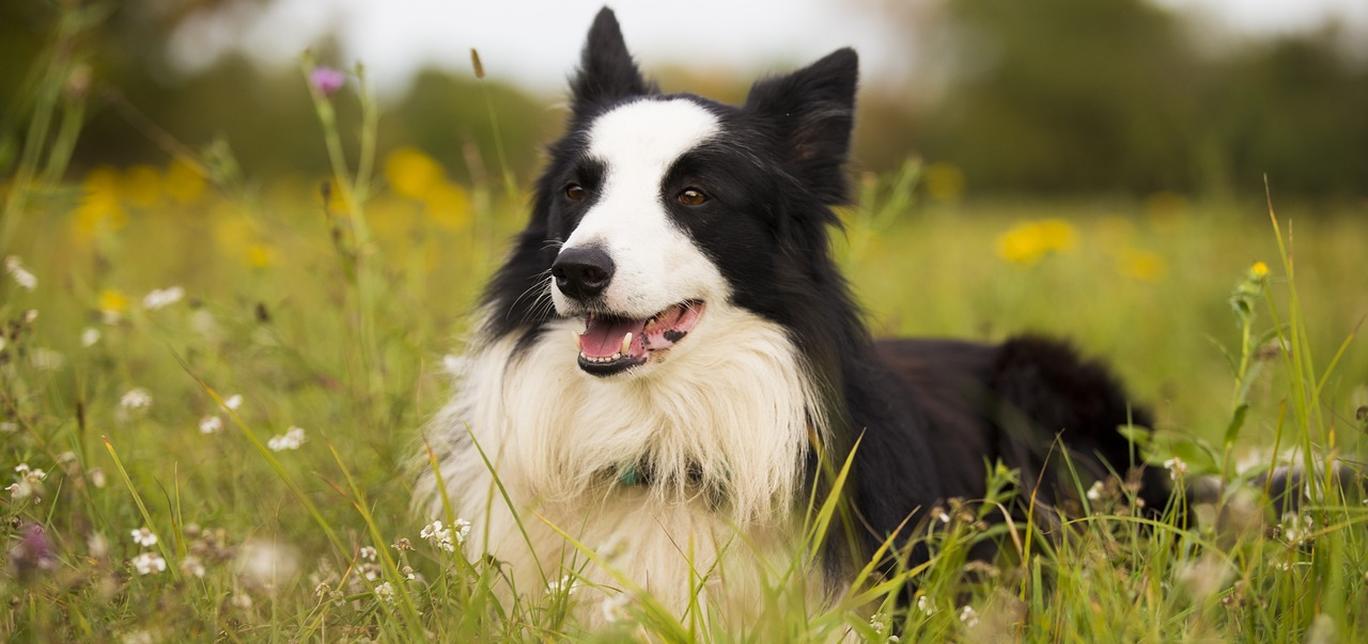 Tempistica dell'accoppiamento per massimizzare la fertilità nei cani