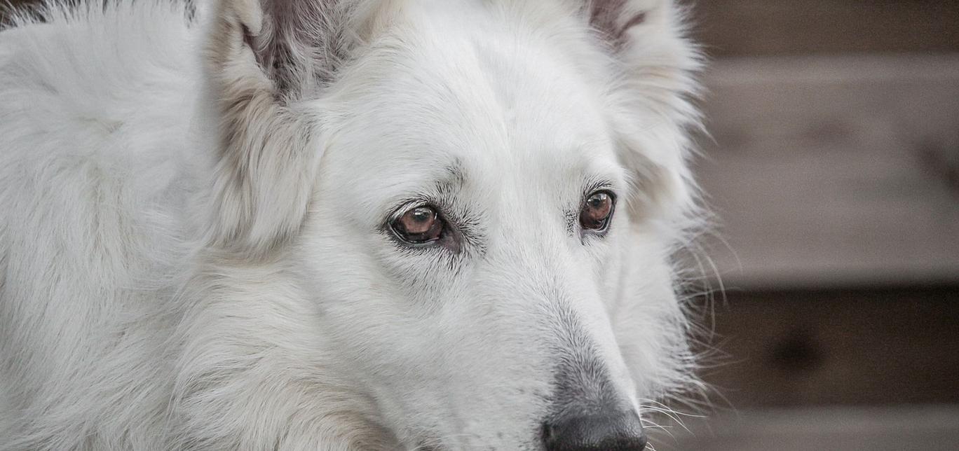 Vita del cane: durata media e consigli per prolungarla