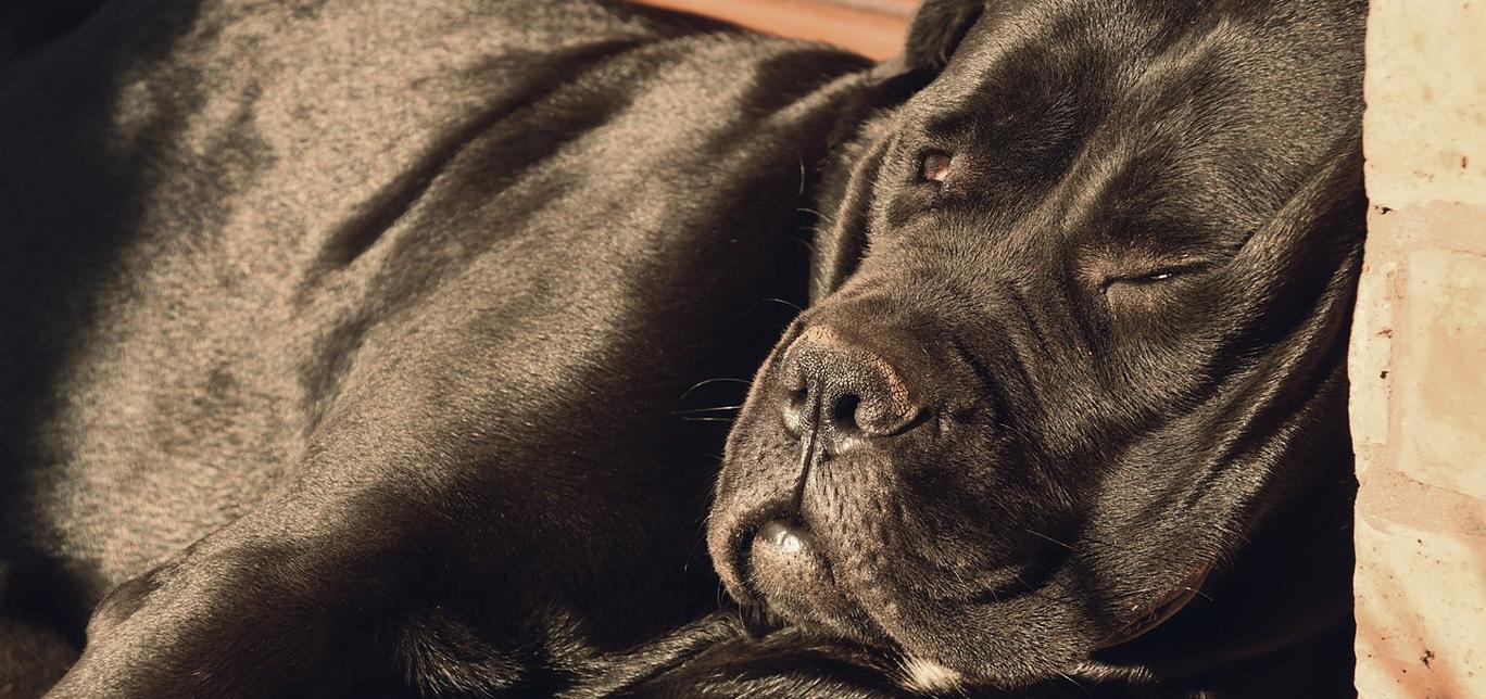 Vivere con un cane epilettico: aspettativa di vita e cure