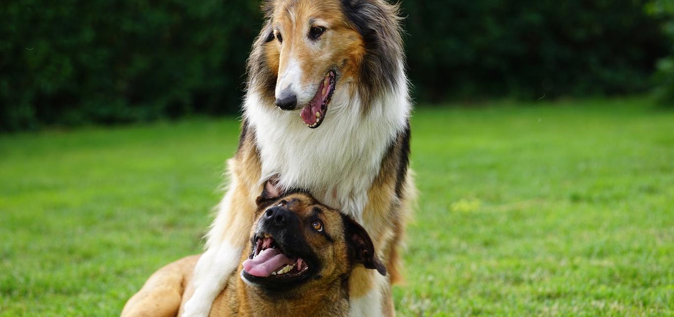 Come socializzare il tuo cane con gli altri cani