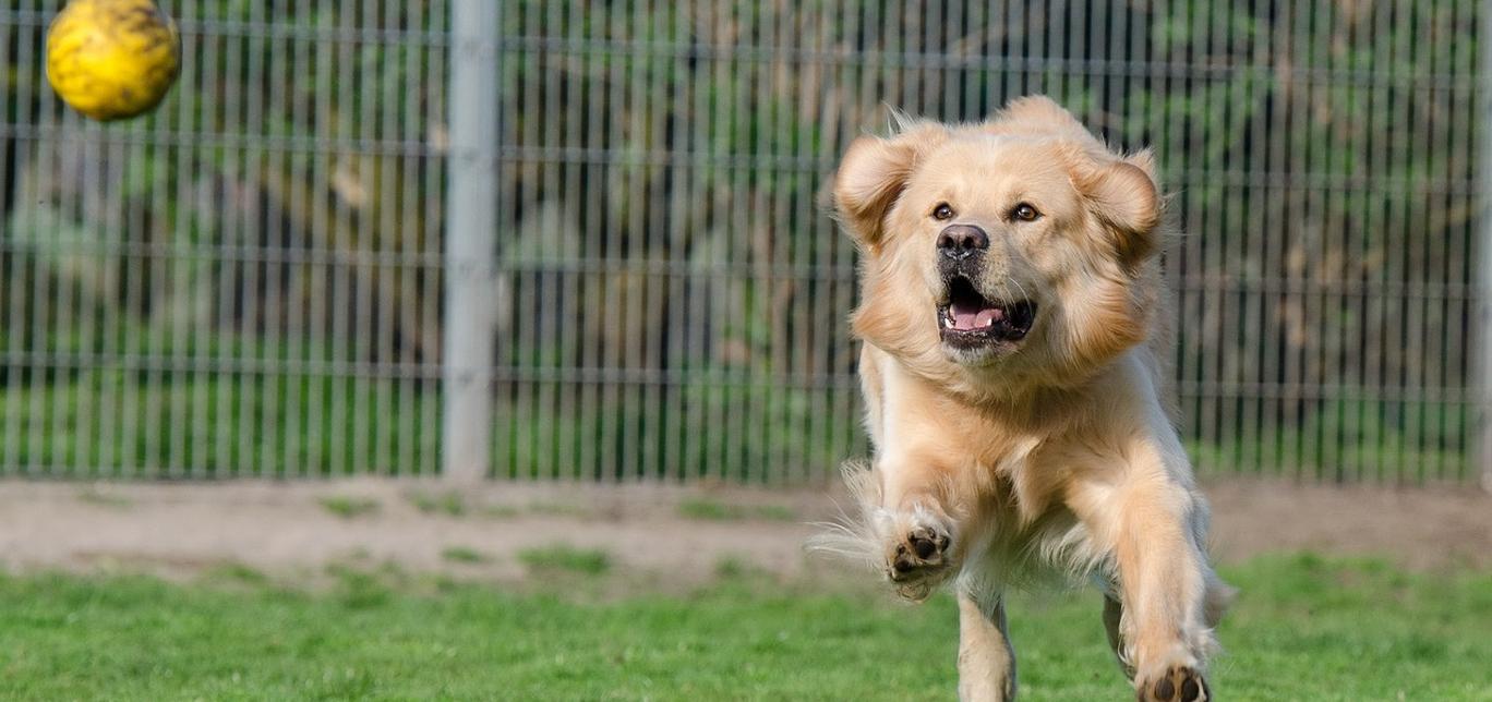 Insegna al tuo cane a non inseguire le auto: consigli per la sicurezza del tuo cane