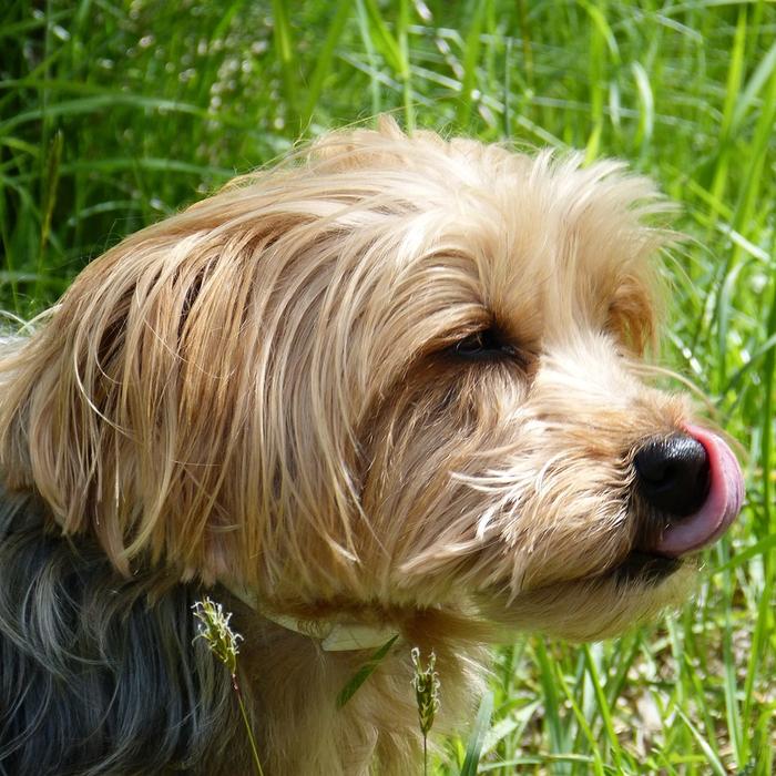 Insegna al tuo cane a non mordere i cavi elettrici: consigli per la sicurezza del tuo cane