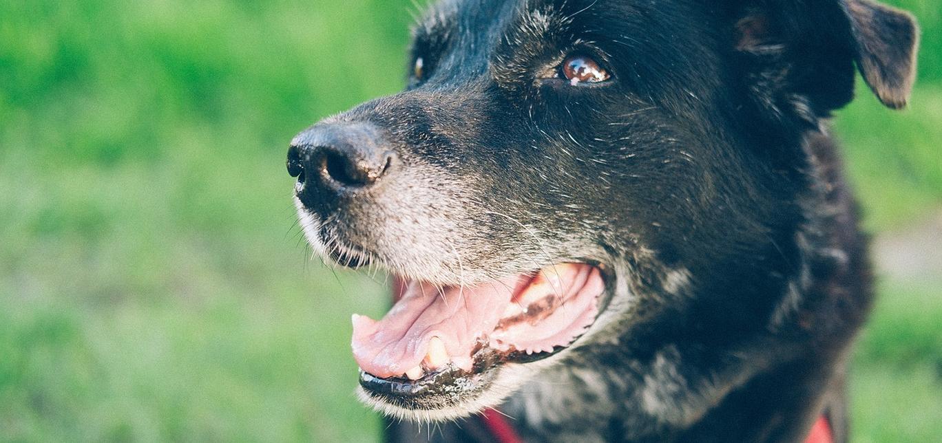 Insegna al tuo cane a non saltare dalle finestre: consigli per una convivenza sicura