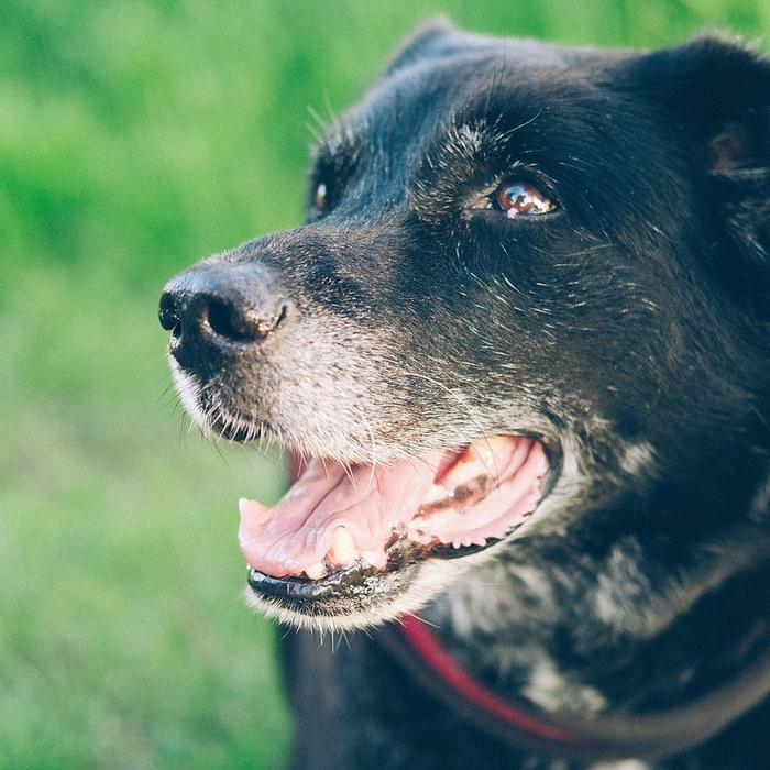 Insegna al tuo cane a non saltare dalle finestre: consigli per una convivenza sicura