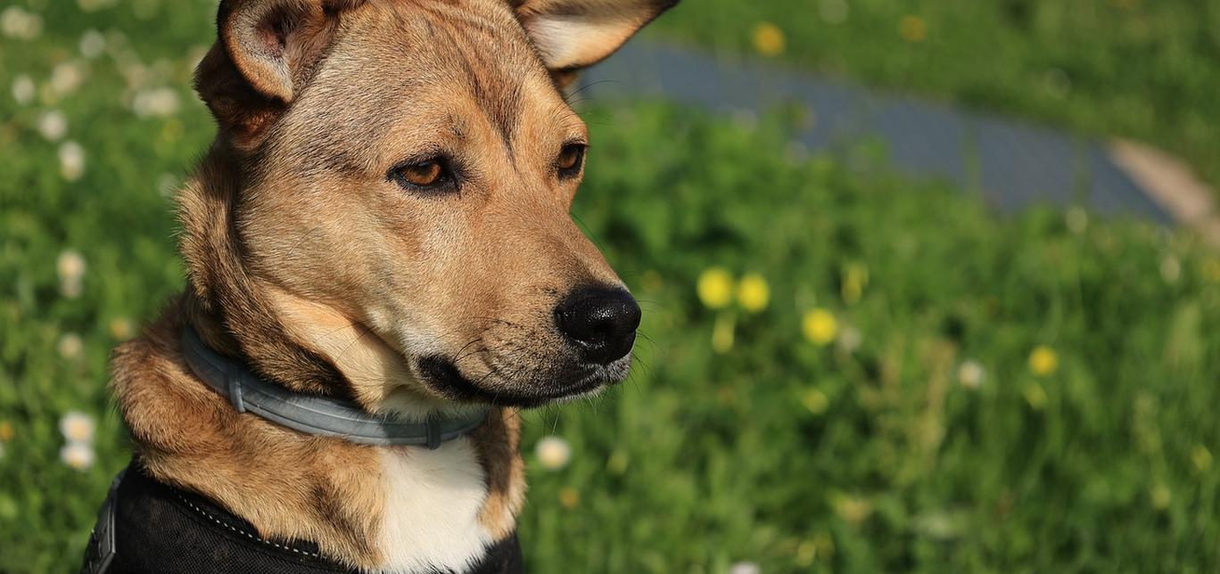 Insegna al tuo cane a salire e scendere dall’auto: consigli per una convivenza sicura