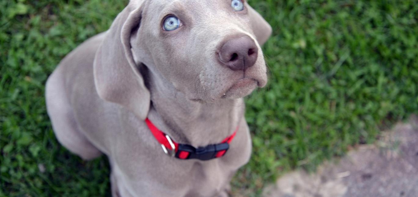 Insegna al tuo cane a salire e scendere le scale in sicurezza: consigli per una convivenza serena