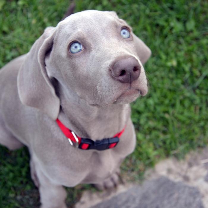 Insegna al tuo cane a salire e scendere le scale in sicurezza: consigli per una convivenza serena