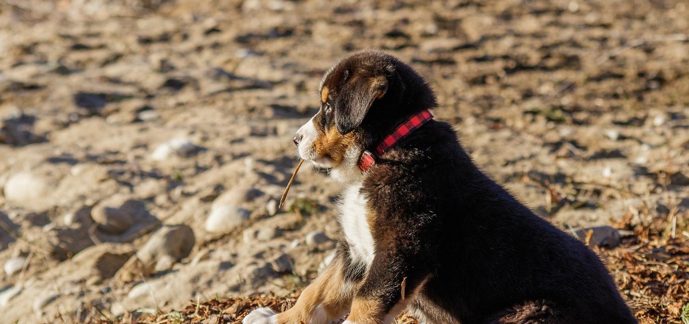 La prima volta in spiaggia con il tuo cane: come gestirla in 3 passi