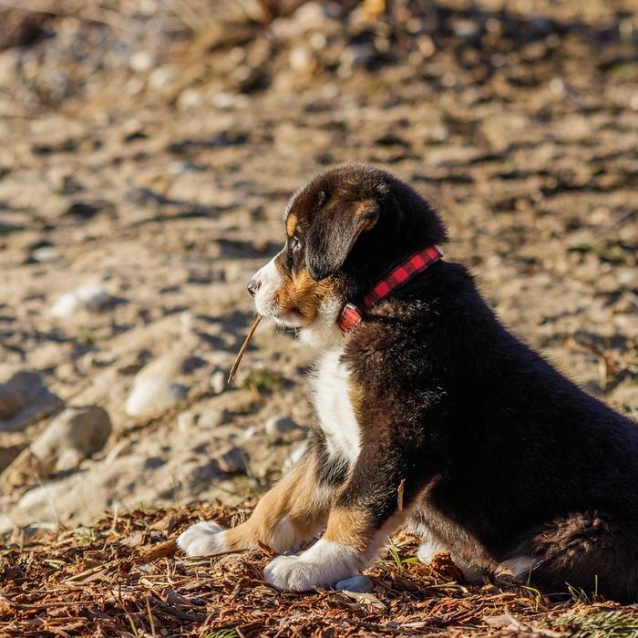 La prima volta in spiaggia con il tuo cane: come gestirla in 3 passi