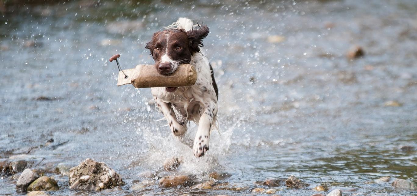 Migliora le abilità di nuoto del tuo cane: consigli per un nuotatore esperto