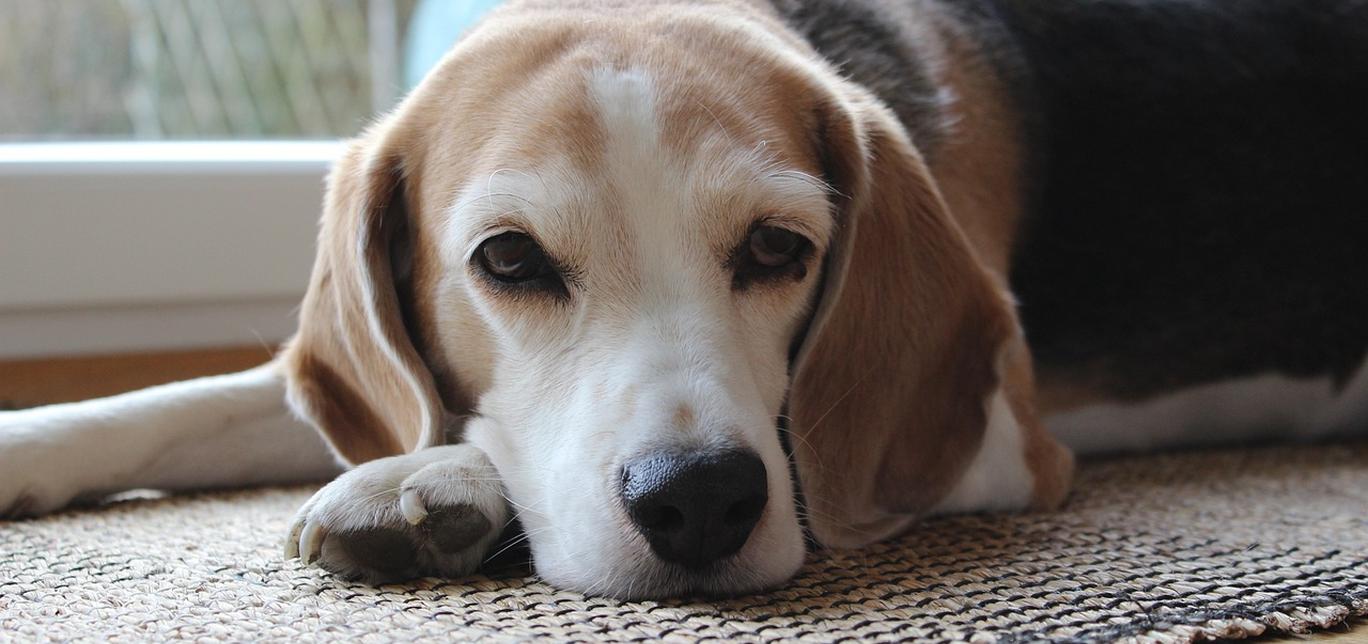 Quando il tuo cane lecca i tuoi piedi: cosa vuole comunicarti