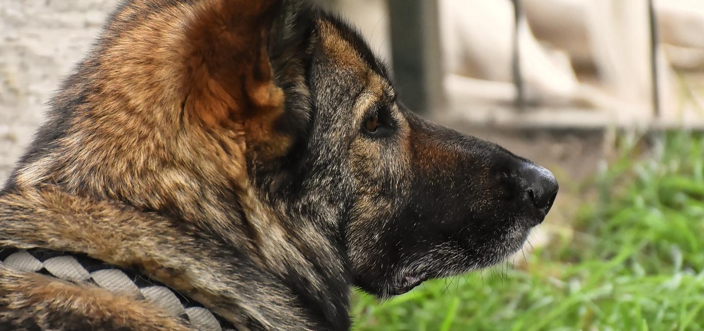 Rinfresca il tuo cane durante l’estate: 3 trucchi efficaci