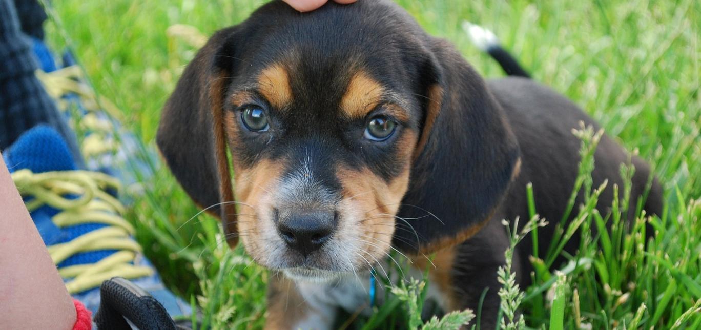 Scegli la pensione giusta per il tuo cane: 5 criteri per la scelta migliore