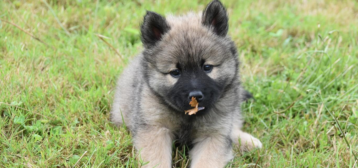 Trova la baby sitter perfetta per il tuo cane: 3 domande per scegliere la persona giusta