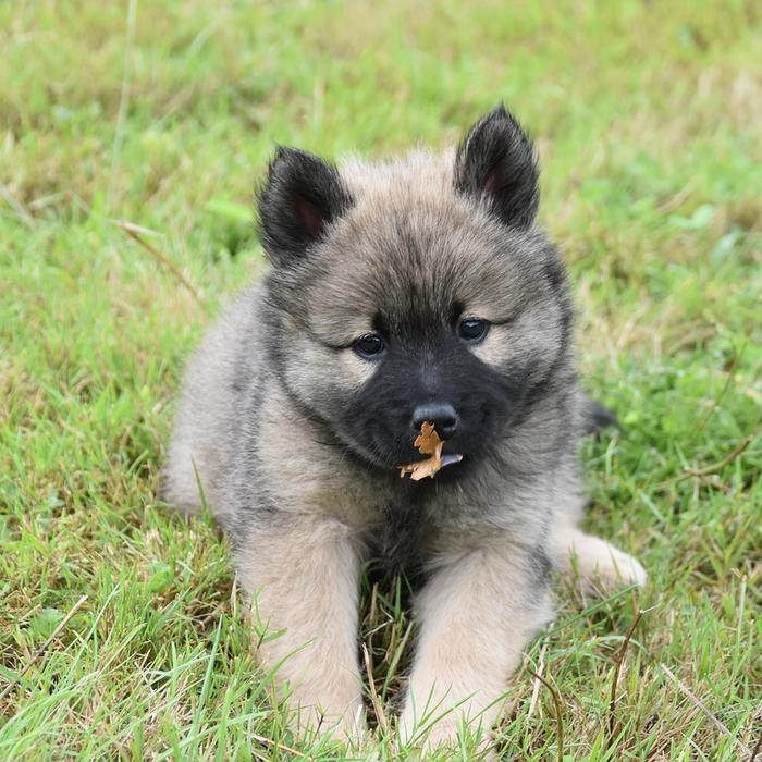 Trova la baby sitter perfetta per il tuo cane: 3 domande per scegliere la persona giusta