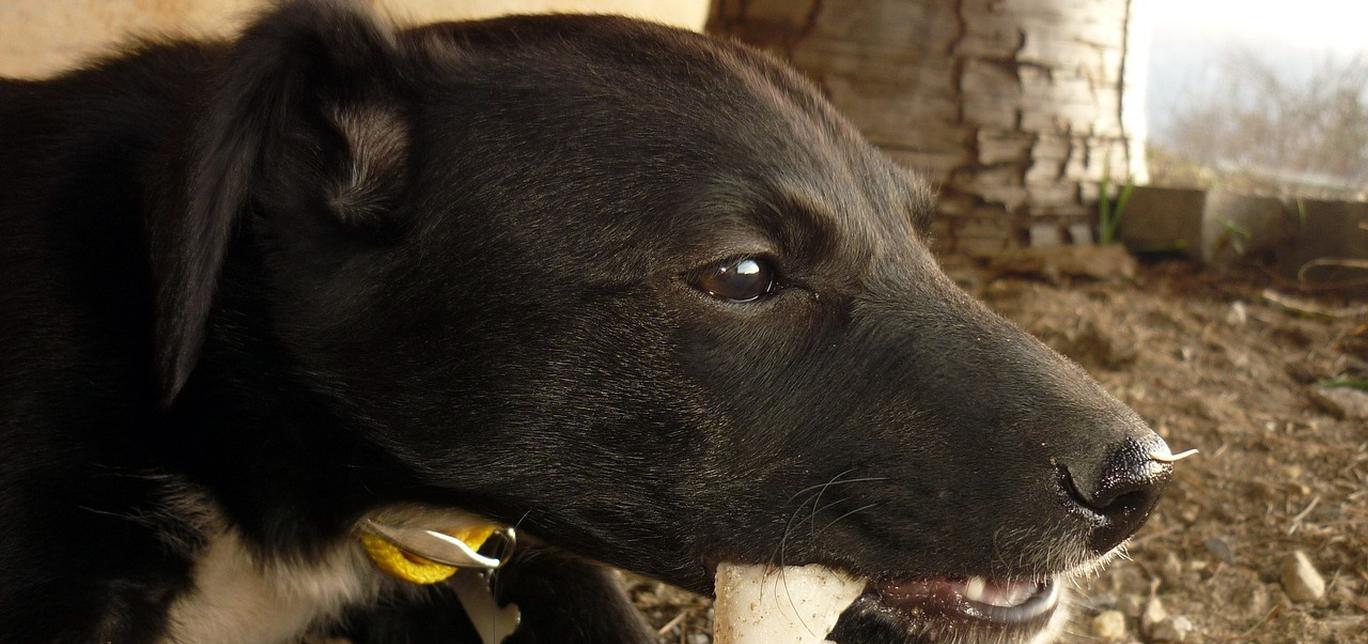 Adotta un cane anziano: perché è la scelta migliore che puoi fare