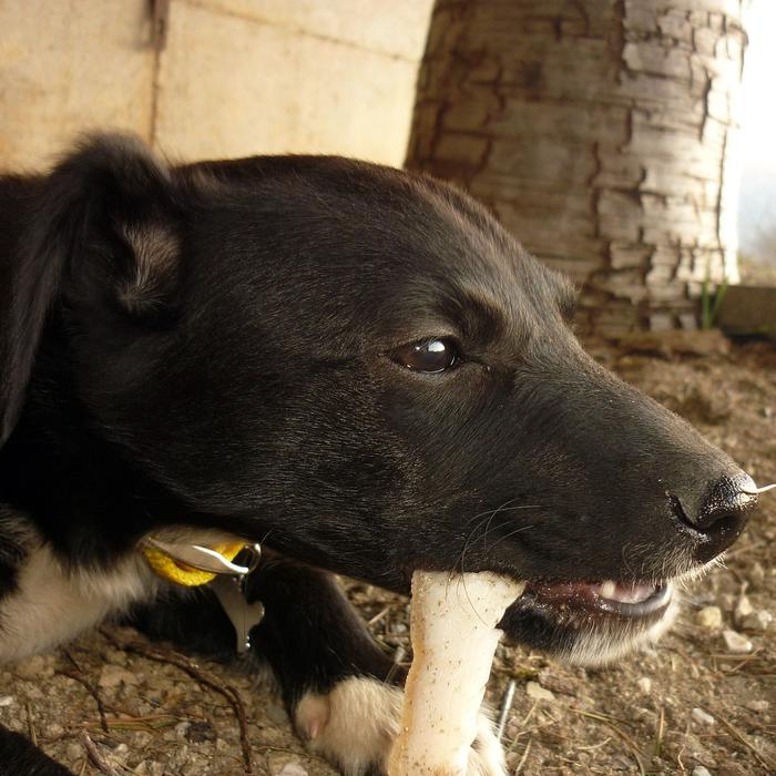 Adotta un cane anziano: perché è la scelta migliore che puoi fare