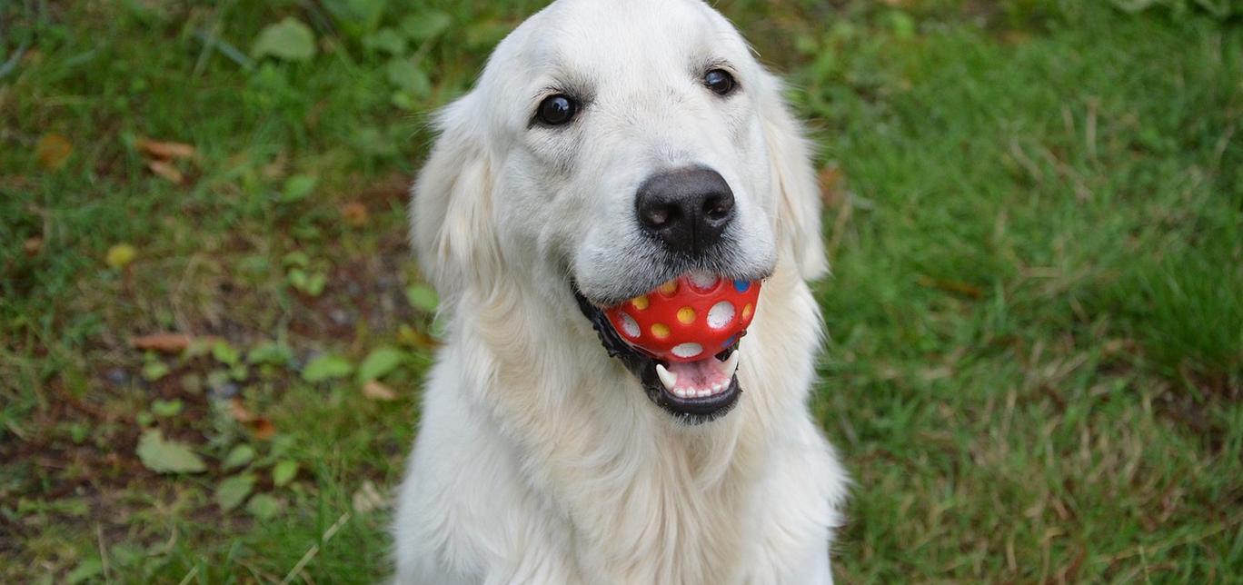 Arte e cani: coinvolgi il tuo cane in attività creative e divertitevi insieme