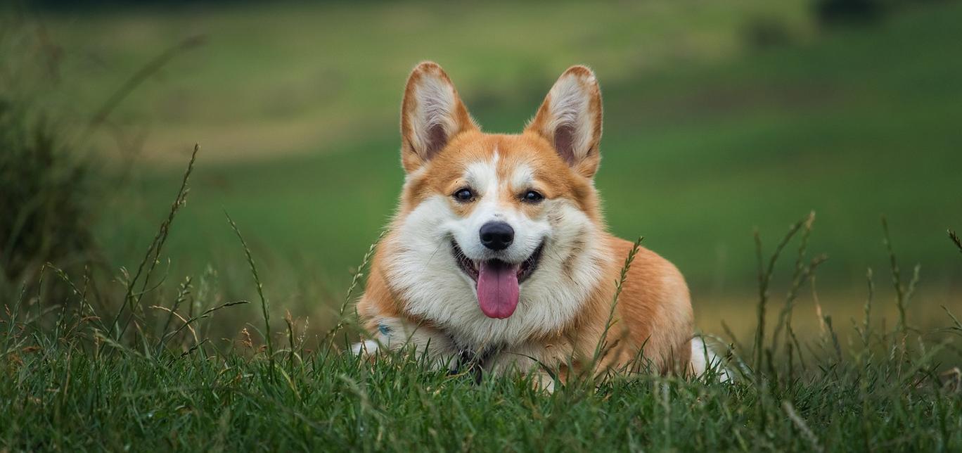 Cani della Regina: Le Razze più Regali