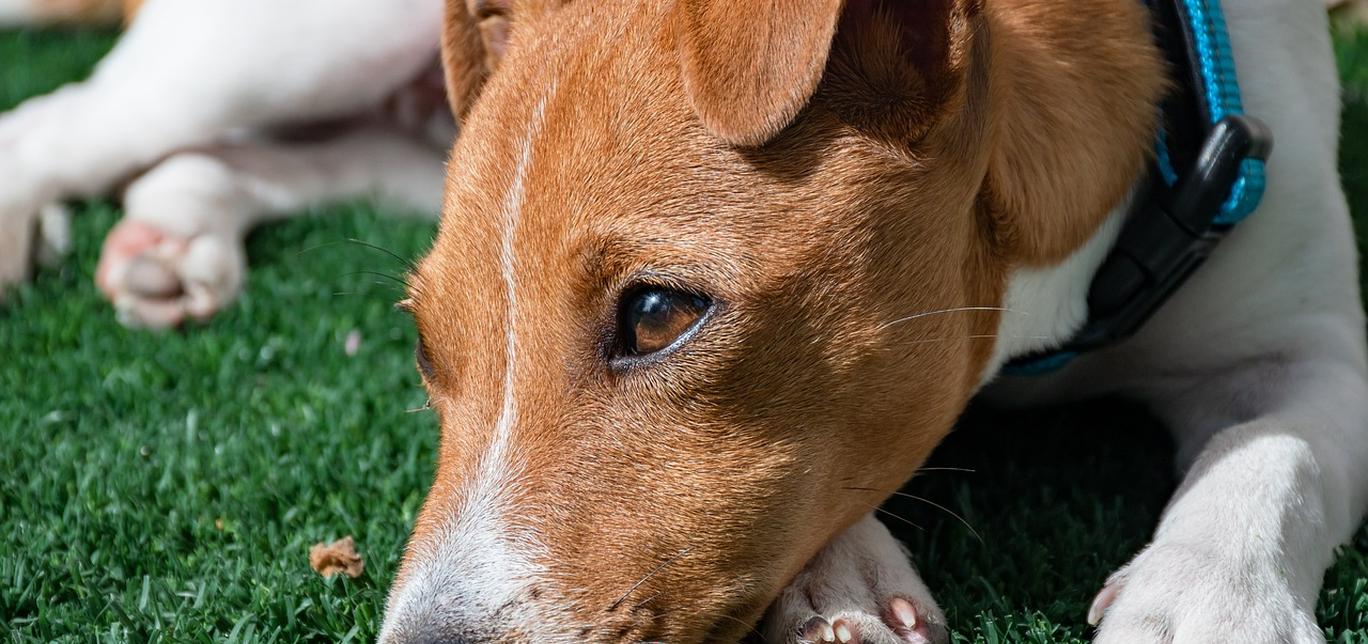 Cani e anziani: la compagnia a quattro zampe che fa bene