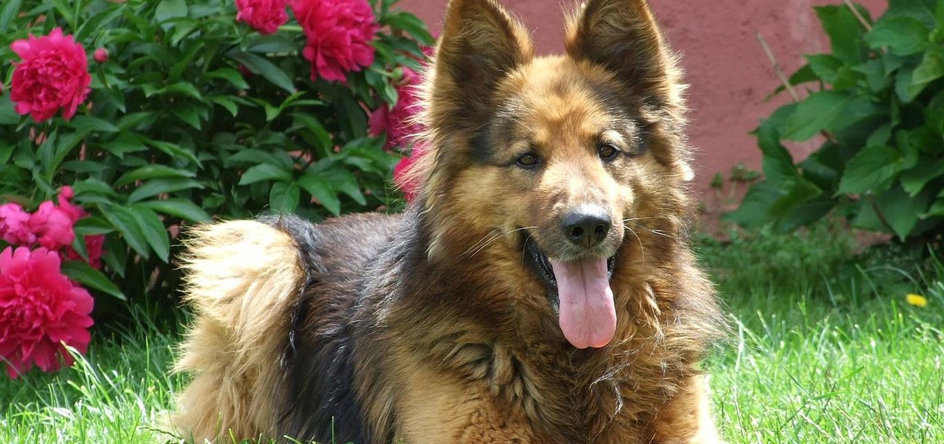 Celebra il giorno speciale del tuo cane: idee originali e divertenti per il suo compleanno