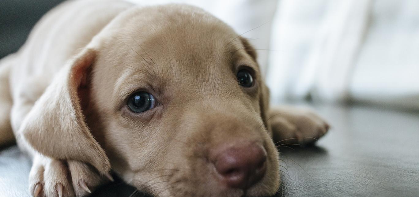 Dormire con il cane: la risposta che ti sorprenderà