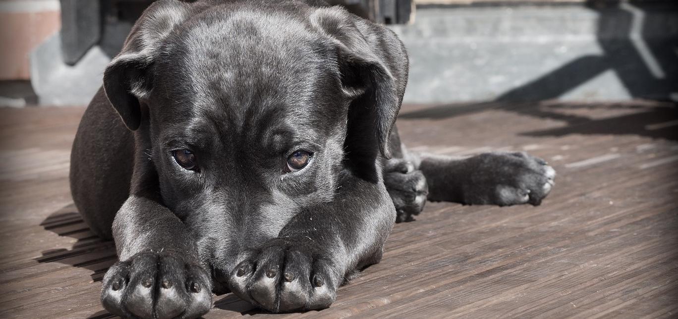 Dove Vanno i Cani Quando Muoiono: Riflessioni sulla Vita e la Morte