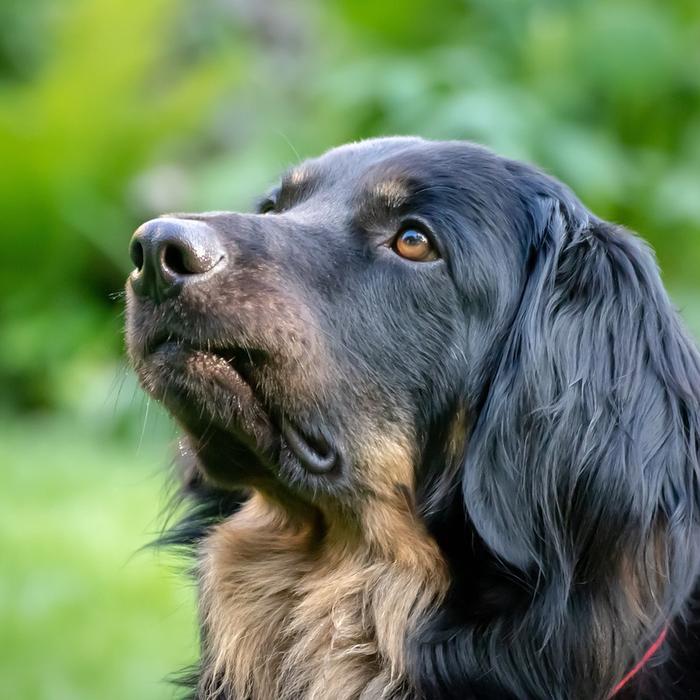 Frasi sui Cani: Le più Belle e Toccanti