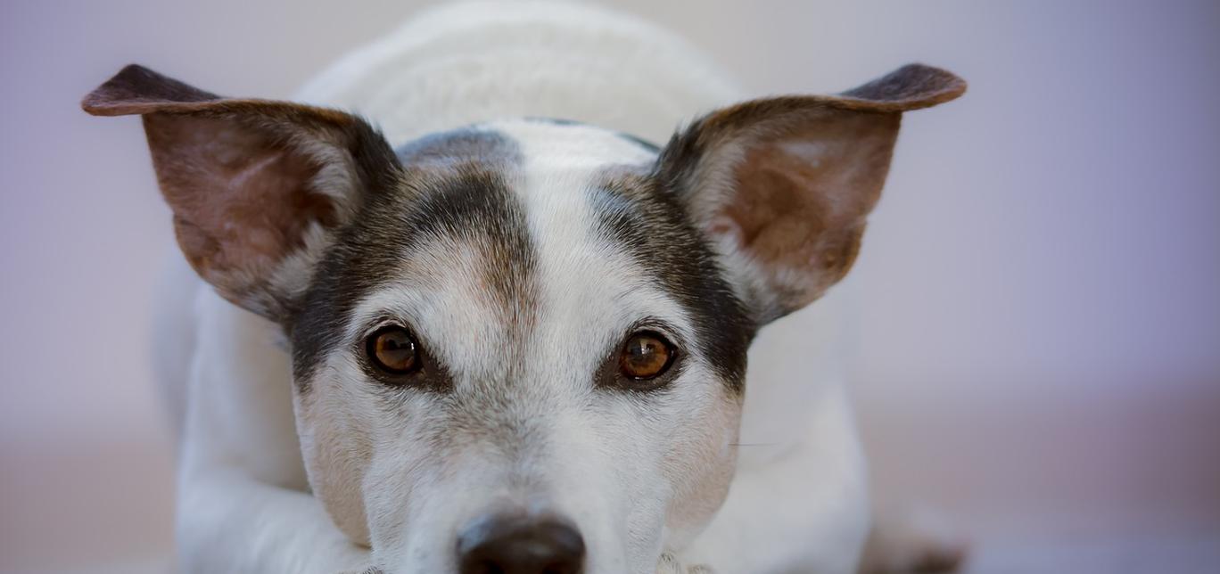 I Cani Capiscono Quando Stanno per Morire: Comportamenti da Osservare