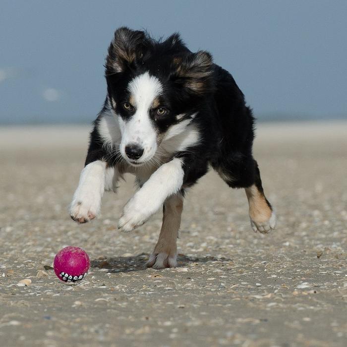 Mindfulness e cani: come aiutano a vivere il presente e a ridurre lo stress