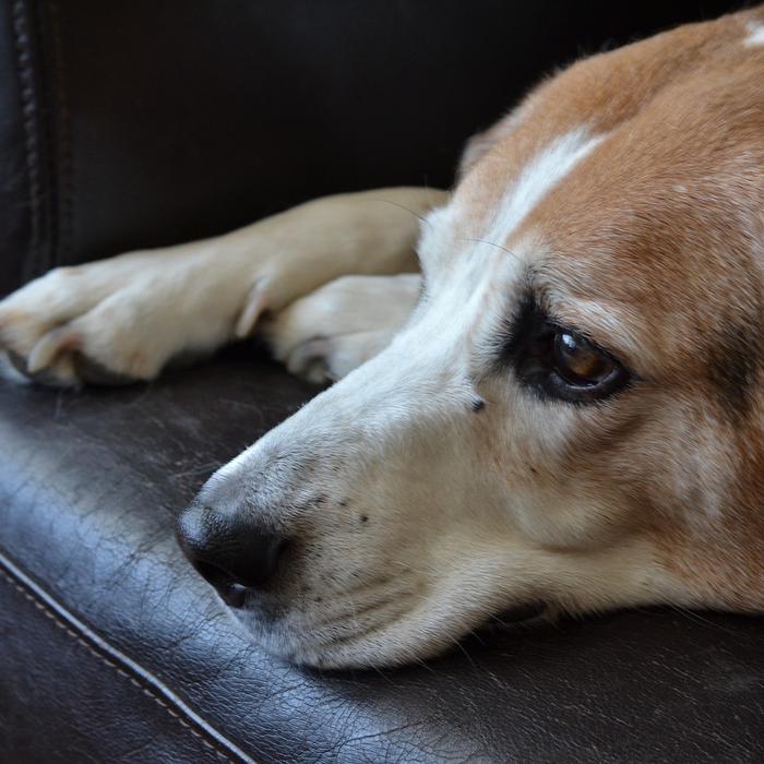 Perché i cani amano leccare il viso delle persone