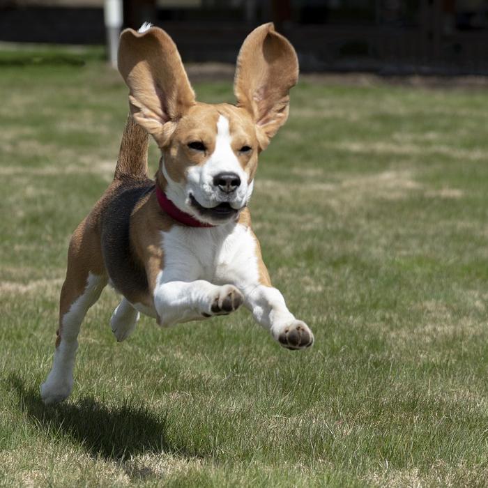 Perché i cani scuotono la testa?