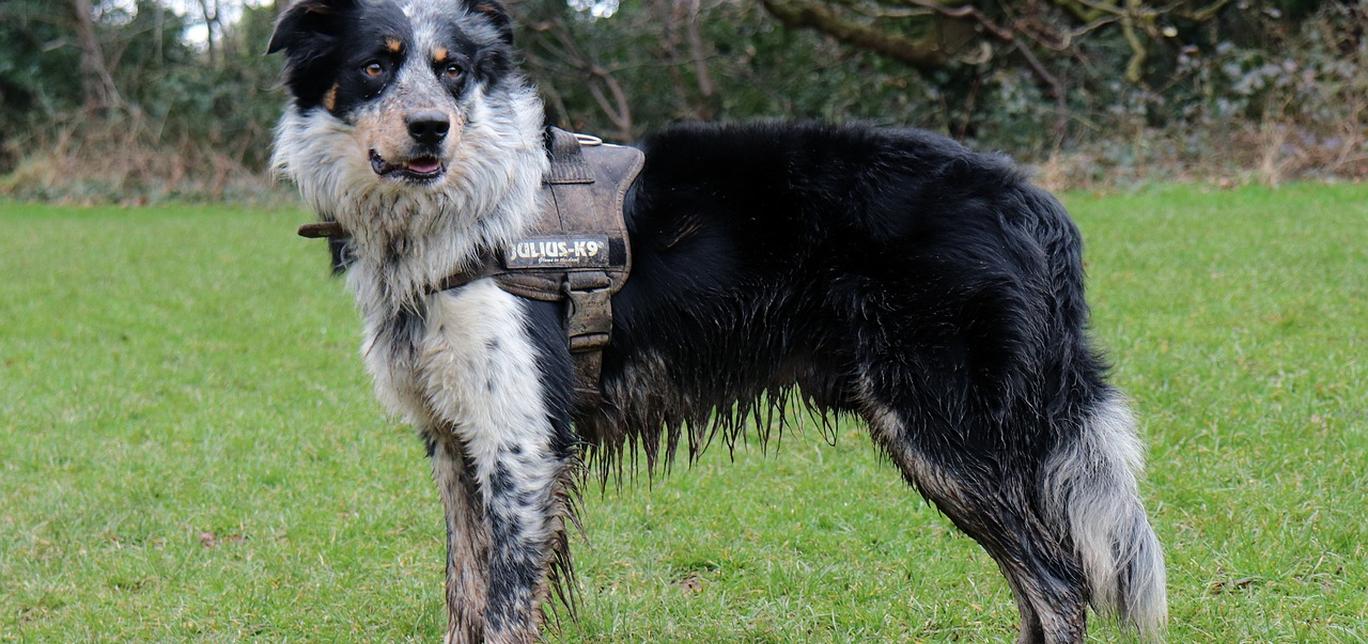 Risate e cani: scopri cosa pensano quando ridiamo