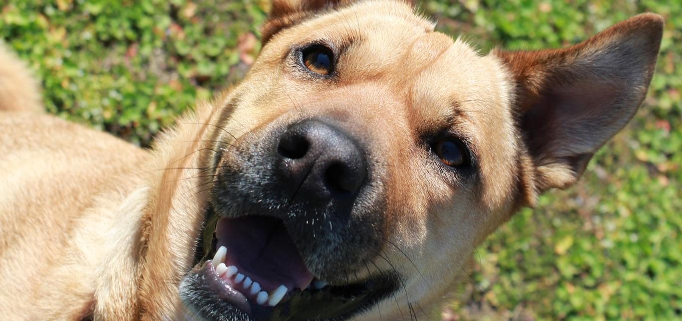 Yoga con il tuo cane: scopri i benefici dell’attività condivisa