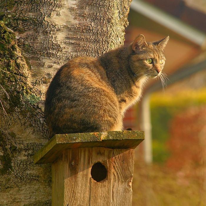 Gatti e mobili verticali: Come offrire opportunità di arrampicata e esplorazione verticale.