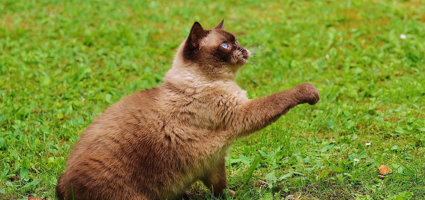 Come educare o addestrare un gatto? I consigli utili per rendere il tuo gatto obbediente e felice!