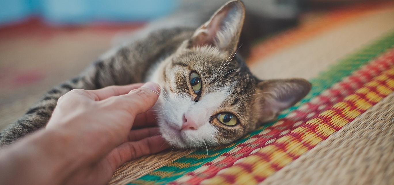 Come rendere felice il tuo gatto con 3 semplici trucchi