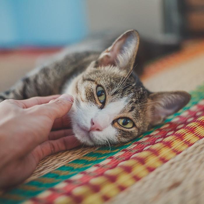 Come rendere felice il tuo gatto con 3 semplici trucchi