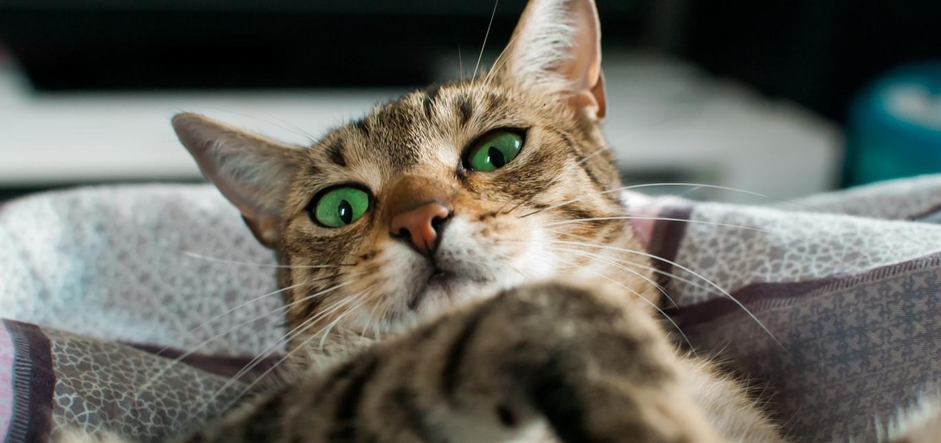 Come tenere il gatto lontano dal bancone