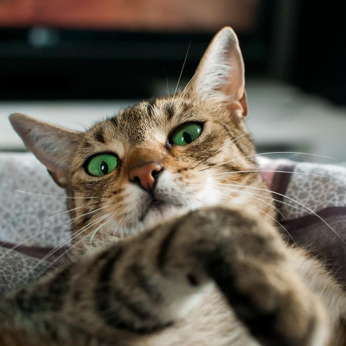 Come tenere il gatto lontano dal bancone