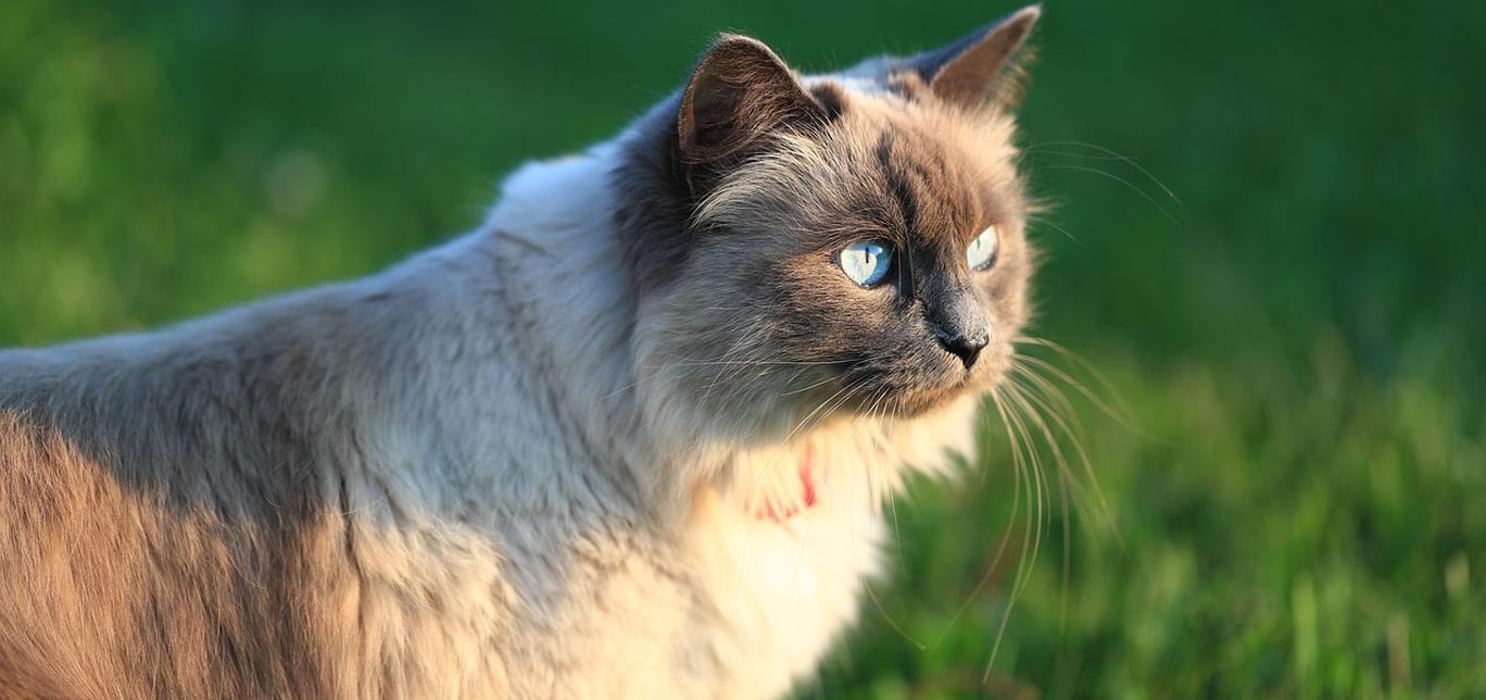 Comunicazione con il gatto: Come stabilire un legame con il tuo amico felino.