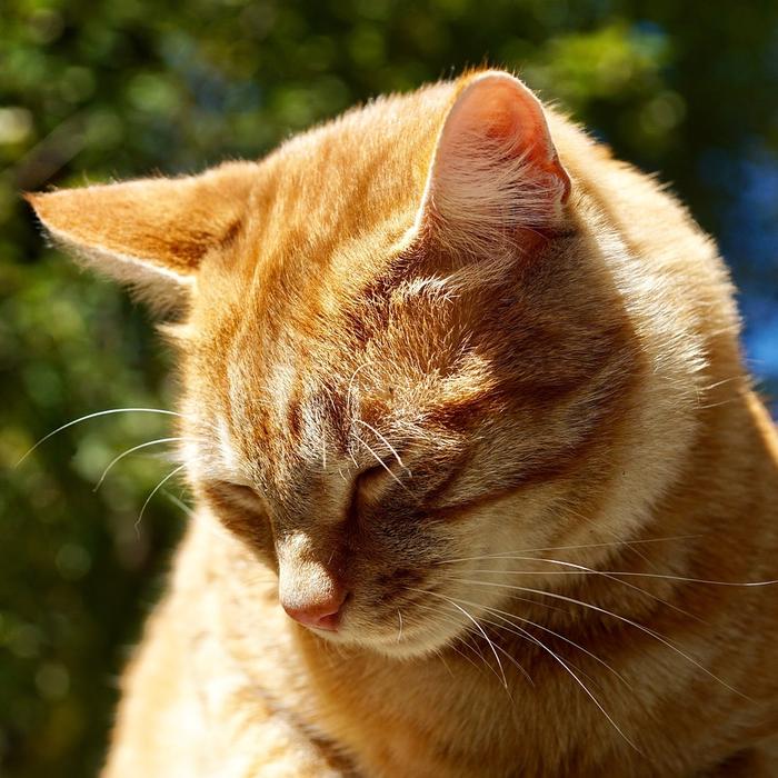 Comunicazione non verbale: Interpretare i segnali del gatto attraverso il linguaggio del corpo e i vocalizzi.